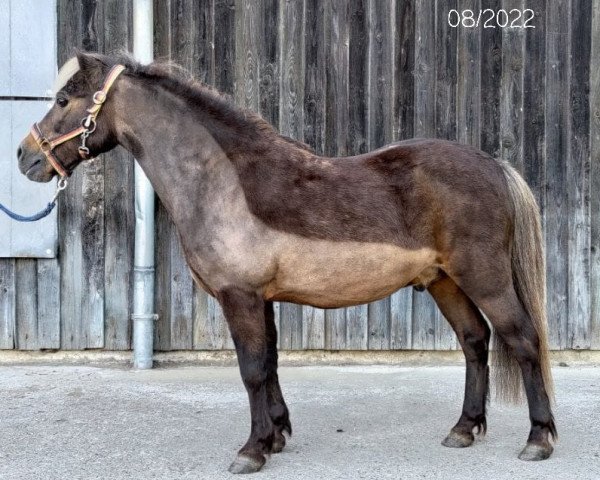 stallion John Boy (Dt.Part-bred Shetland pony, 1994, from James Bond)