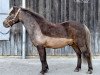 stallion John Boy (Dt.Part-bred Shetland pony, 1994, from James Bond)