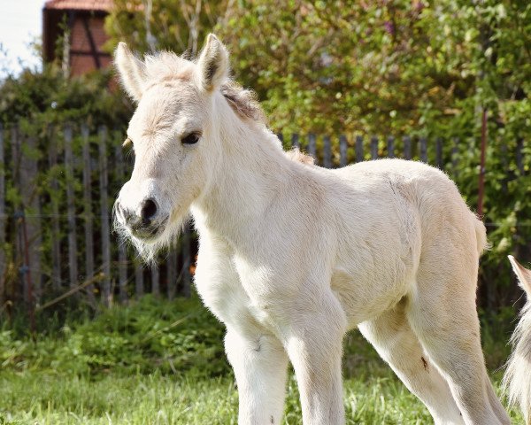 Pferd Feli (Fjordpferd, 2023, von Harkon)