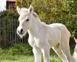 horse Feli (Fjord Horse, 2023, from Harkon)