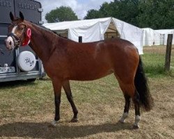 broodmare Dear Polly T (German Riding Pony, 2018, from Danny Gold)