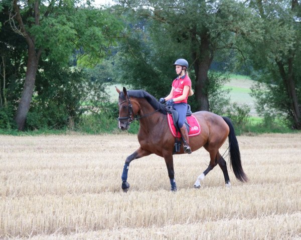 Dressurpferd Emilia Loreen (Hannoveraner, 2019, von Emilio)