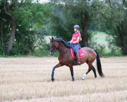 dressage horse Emilia Loreen (Hanoverian, 2019, from Emilio)