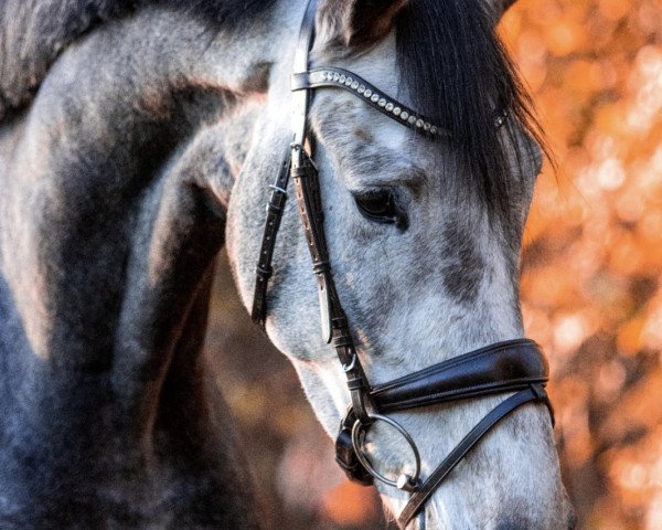 jumper Nothing To Lose 3 (Dutch Warmblood, 2018, from Asca Z)