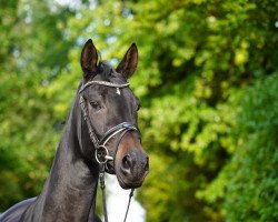 dressage horse Igraine V (Hanoverian, 2019, from Isterberg V.)