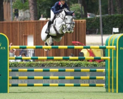 jumper Spacecake (Oldenburg show jumper, 2012, from Stakkatol)