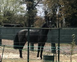 broodmare Veronika von Lenz (Hanoverian, 2016, from Viscount 22)