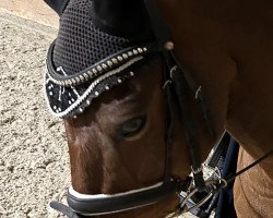 dressage horse Presley B (German Riding Pony, 2004, from Prometheus B)