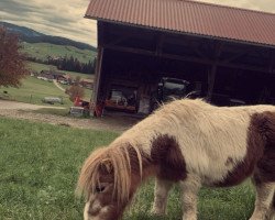 Zuchtstute Zippy of Brindister (Shetland Pony (unter 87 cm), 1996, von So-Bo of Berry)