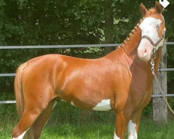 dressage horse Pumuckl Blue Eye (German Riding Pony, 2018, from Pinocchio S.w.)