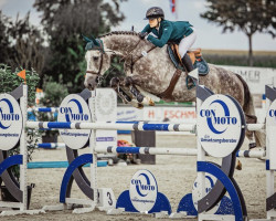 jumper High Five (German Warmblood, 2017, from Hickstead White)