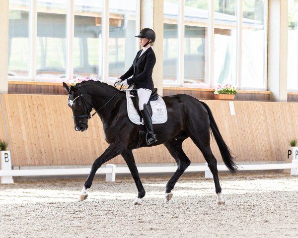 dressage horse Schokoprinz L (Hanoverian, 2018, from Secret)