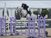 jumper Cardento'S Jewel (KWPN (Royal Dutch Sporthorse), 2013, from VDL Cardento 933)