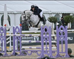 jumper Cardento'S Jewel (KWPN (Royal Dutch Sporthorse), 2013, from VDL Cardento 933)