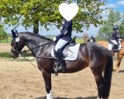 Zuchtstute Trixi U (Deutsches Reitpony, 2015, von Black Champion)