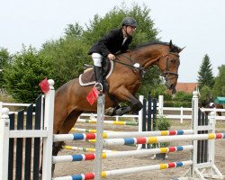 jumper Cracker Chack (Holsteiner, 2008, from Cayado 3)