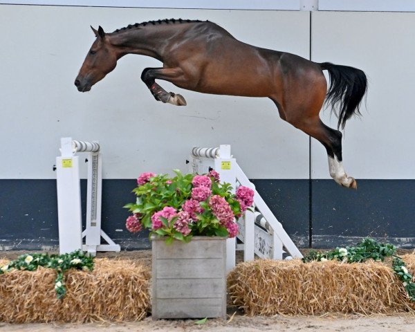 Springpferd Sillou (Belgisches Warmblut, 2018, von Hasall van de Mispelaere)