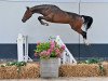 jumper Sillou (Belgian Warmblood, 2018, from Hasall van de Mispelaere)