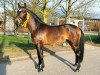 stallion Hove's Edward (New Forest Pony, 2018, from Holthausen Elessar)