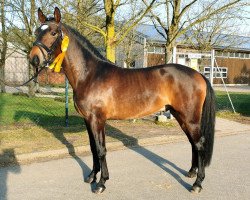 stallion Hove's Edward (New Forest Pony, 2018, from Holthausen Elessar)