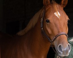 dressage horse Olovi (German Riding Pony, 2018, from High Flow's Oxford)