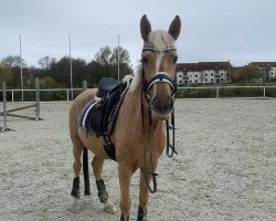 Dressurpferd Saba 39 (Deutsches Reitpony, 2015, von Rheingold)