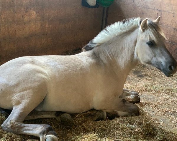 Pferd Imperio vom Eicherbauer (Fjordpferd, 2022, von Ilribo)