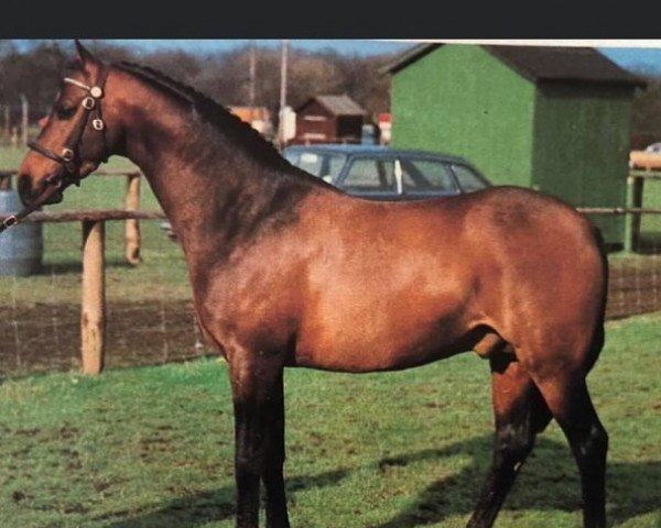 Deckhengst Botingelle Kingfisher (British Riding Pony, 1975, von Oakley (C) Bubbling Spring)