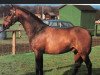 Deckhengst Botingelle Kingfisher (British Riding Pony, 1975, von Oakley (C) Bubbling Spring)