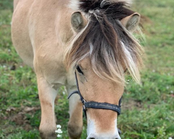 Springpferd Loriot vom Eicherbauer (Fjordpferd, 2022, von Legolas)