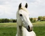 broodmare Arktis 34 (German Sport Horse, 2008, from Arctic)