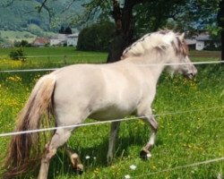 horse Ramina (Fjord Horse, 2020, from Kristofferson)