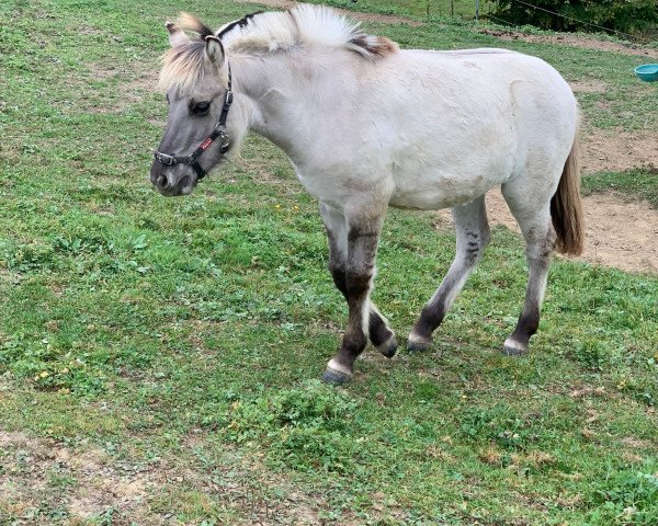 horse Siri HW (Fjord Horse, 2023, from Da Vinci)