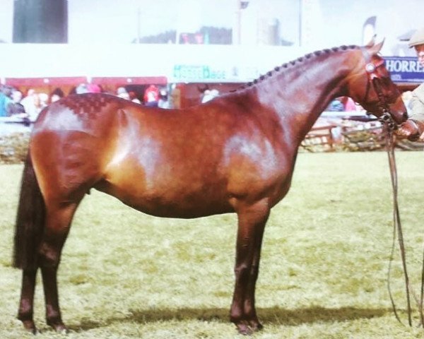 Pferd Archwood Ballerina (British Riding Pony, 2006, von Rotherwood Gigolo)