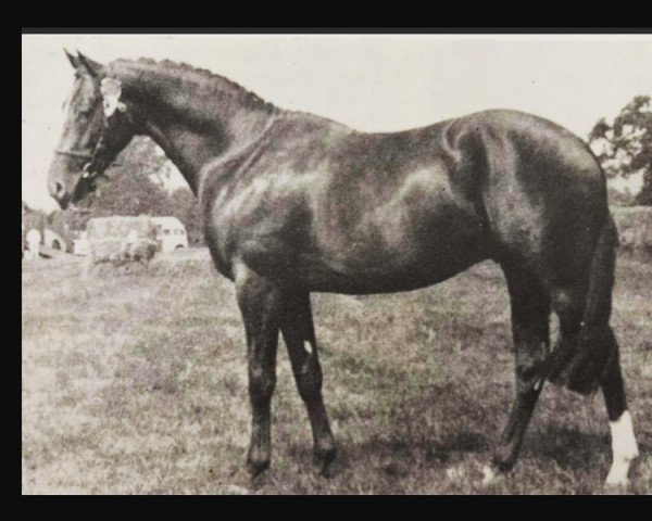 horse Rosevean Tornado (British Riding Pony, 1965, from Bwlch Zephyr)