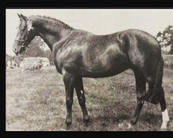 Pferd Rosevean Tornado (British Riding Pony, 1965, von Bwlch Zephyr)