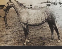 broodmare Creden Vanessa (British Riding Pony, 1974, from Creden Valhalla)