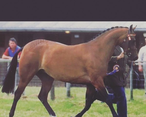 horse Rotherwood Flamenco (British Riding Pony, 1999, from Rotherwood Peter Pan)