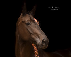 Pferd Vittoriano W (Trakehner, 2015, von Touch my Heart)