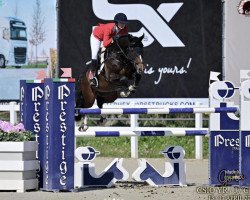 jumper Here I'Am Z (Zangersheide riding horse, 2013, from VDL Harley)