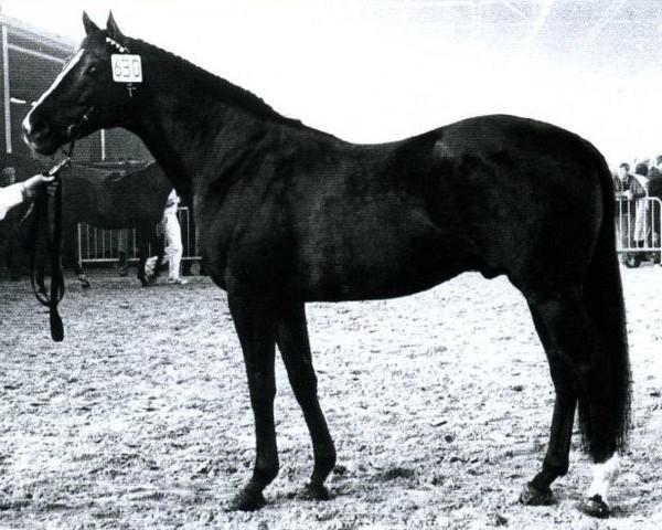stallion Doon xx (Thoroughbred, 1965, from Polly's Jet xx)