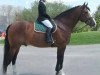 stallion Mountain Pearl (Irish Draft Horse, 1989, from Mountain View)