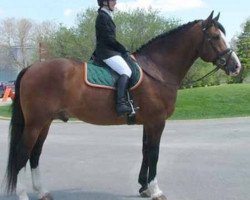 stallion Mountain Pearl (Irish Draft Horse, 1989, from Mountain View)