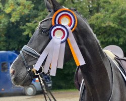 dressage horse K.C. Surprice (Hannoveraner, 2017, from Sezuan)