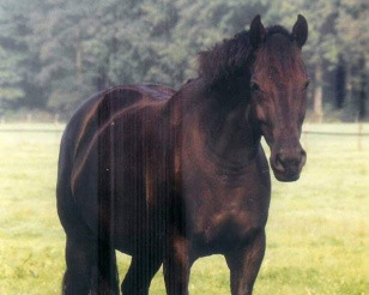 Zuchtstute Oklahoma-S (KWPN (Niederländisches Warmblut), 1996, von Larome)