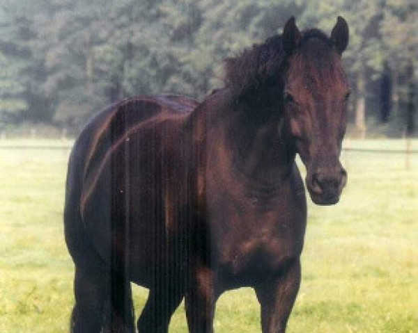 Zuchtstute Oklahoma-S (Koninklijk Warmbloed Paardenstamboek Nederland (KWPN), 1996, von Larome)