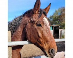 jumper K.C. Ostwind (Hanoverian, 2021, from Ogano)