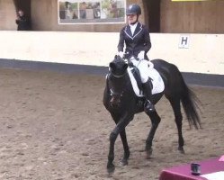 dressage horse H.W.'s Francis (Hanoverian, 2005, from French Kiss)