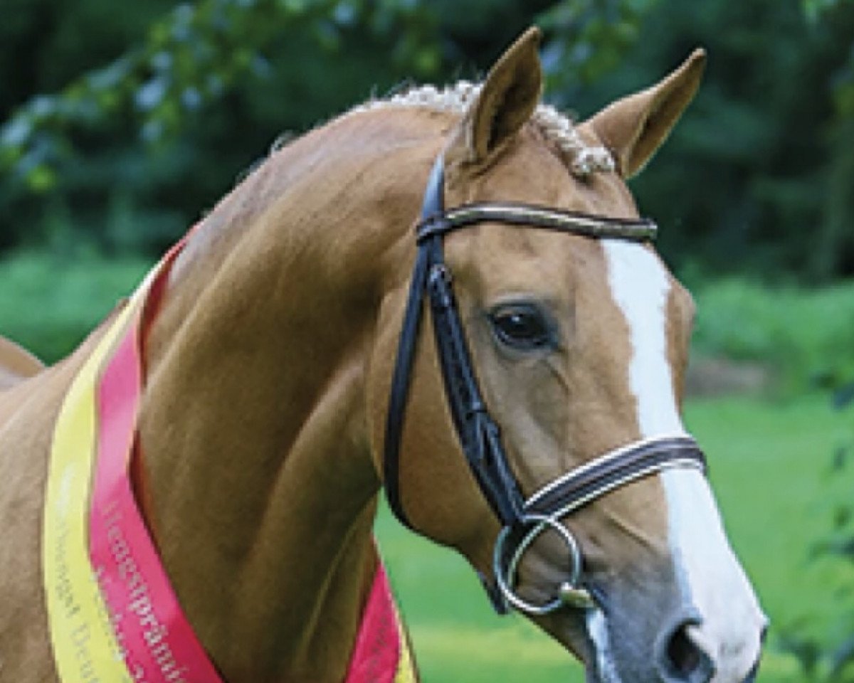 stallion Can Dance 3 (German Riding Pony, 2007, from FS Champion de Luxe)