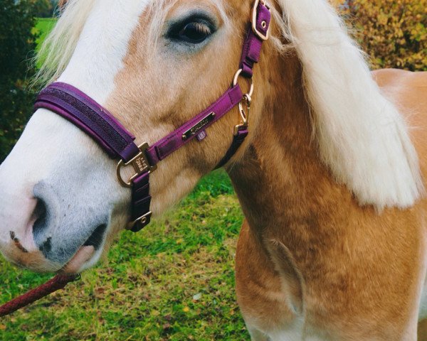 Pferd Mario (Arabo-Haflinger, 2020, von Aberlord)